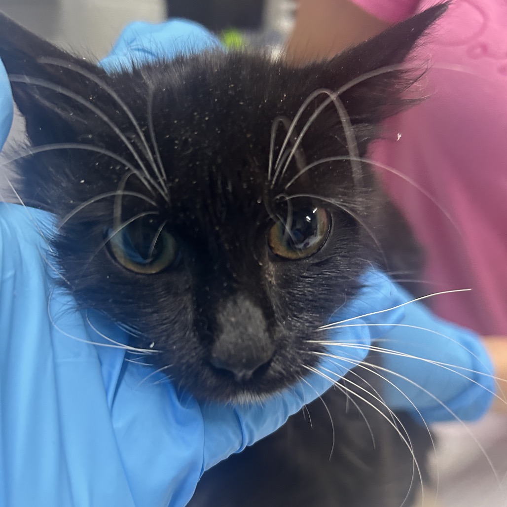 A person in blue gloves gently holds a black cat's face, focusing on its eyes and whiskers.