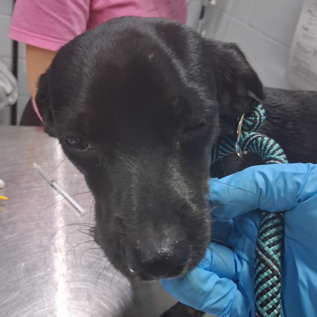 A person in blue gloves holds a black dog, examining its face in a veterinary setting.