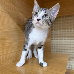 A curious gray and white kitten stands on a wooden shelf, looking up attentively.