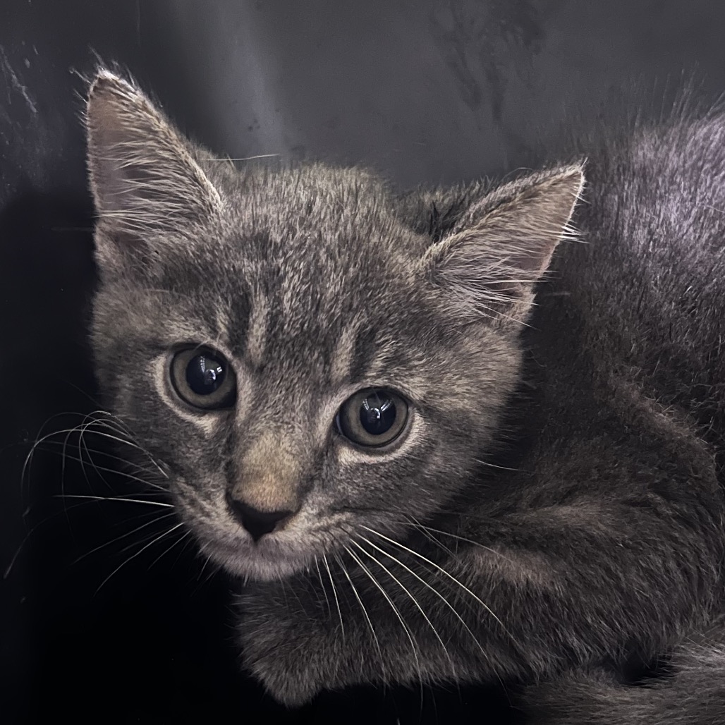 Gray kitten with large eyes rests against a dark surface, looking curiously at the viewer.