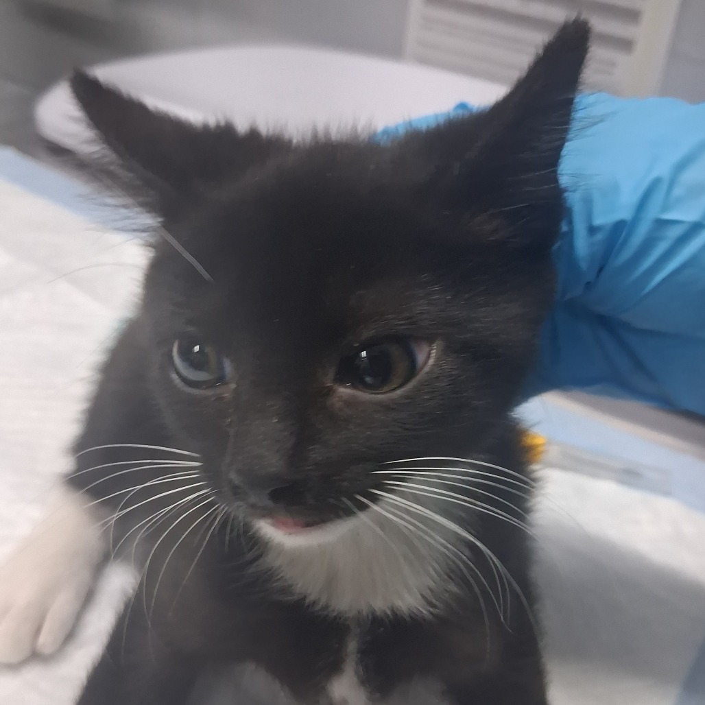 A black and white kitten is being gently held by a person wearing a blue glove.