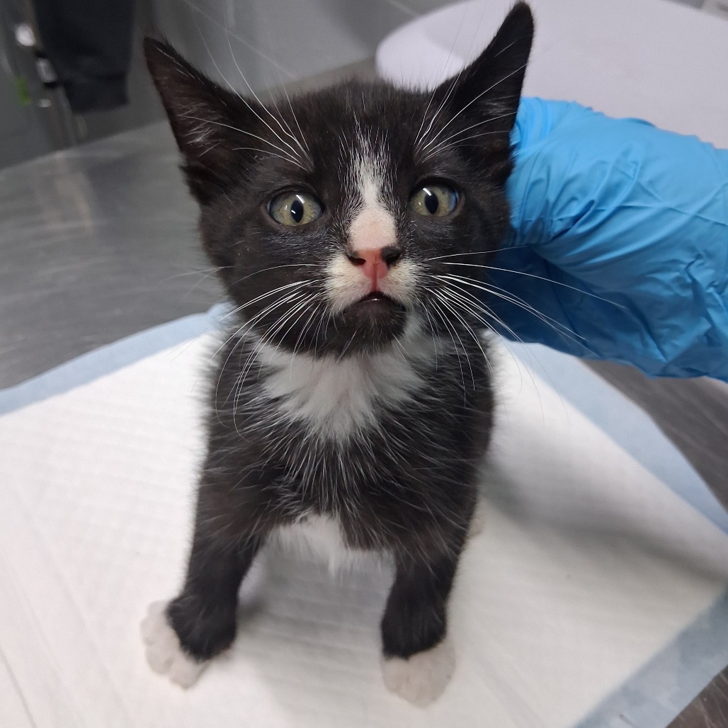 A small black and white kitten stands on a table, with a gloved hand gently touching its head.