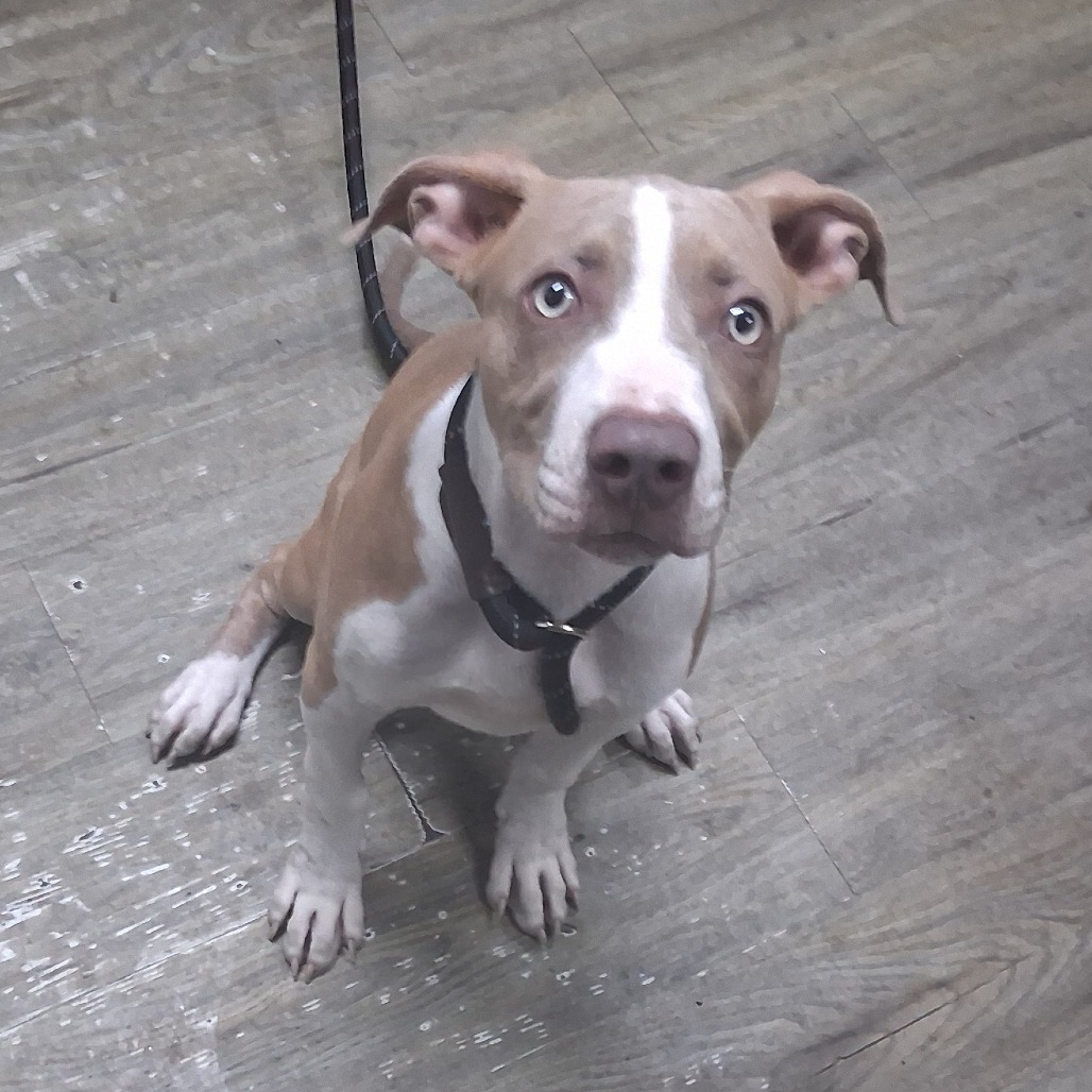 A light brown and white dog sits on a wooden floor, looking curiously at the camera.