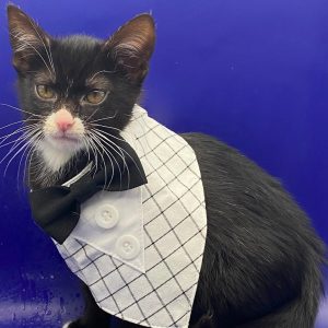 A black and white kitten wears a tuxedo with a bow tie, posing against a blue background.