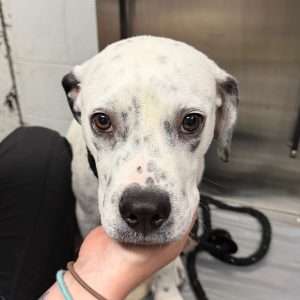 A person gently holds a dog's face, showcasing its white fur with black spots and expressive eyes.