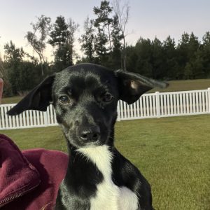 A black and white dog looks at the camera, with a person partially visible in the background.