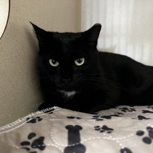 A black cat with bright eyes rests on a patterned blanket against a wall.