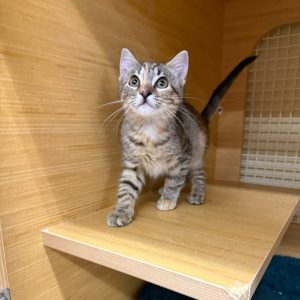 A small tabby kitten stands on a wooden shelf, looking curiously upward.