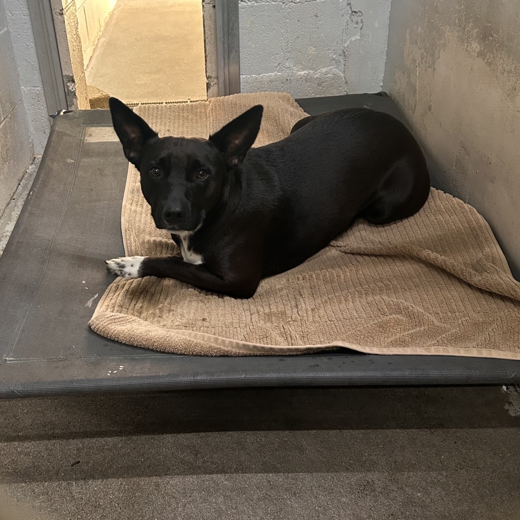 A black dog with white paws lies on a tan mat in a dimly lit room.