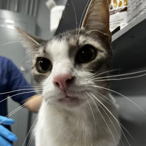 A close-up of a cat with large eyes, while a person in blue gloves attends to it in the background.