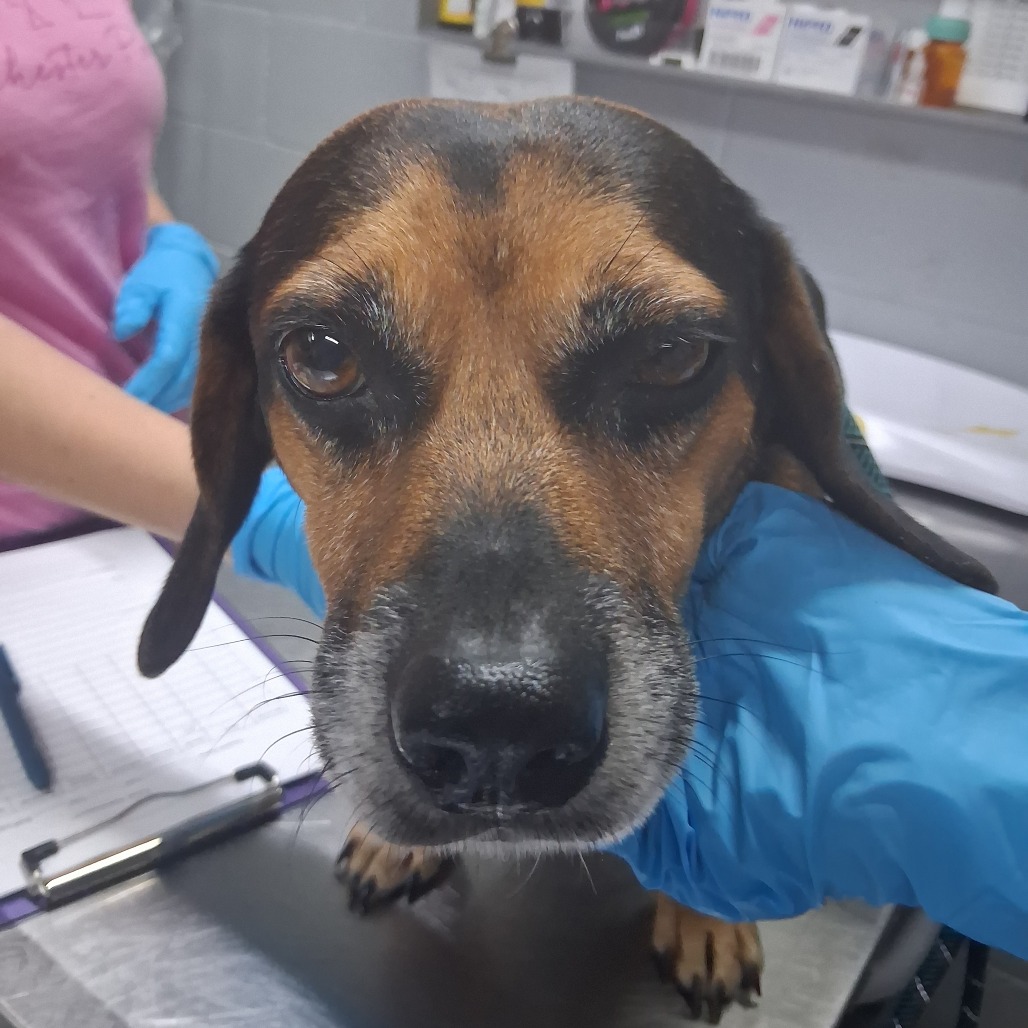 A dog is being examined by a person wearing blue gloves in a veterinary setting.