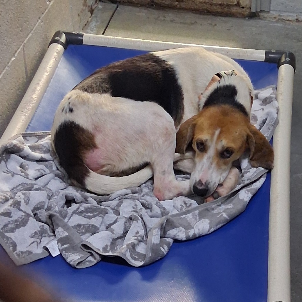 A curled-up dog rests on a blue cot, with a gray blanket underneath.
