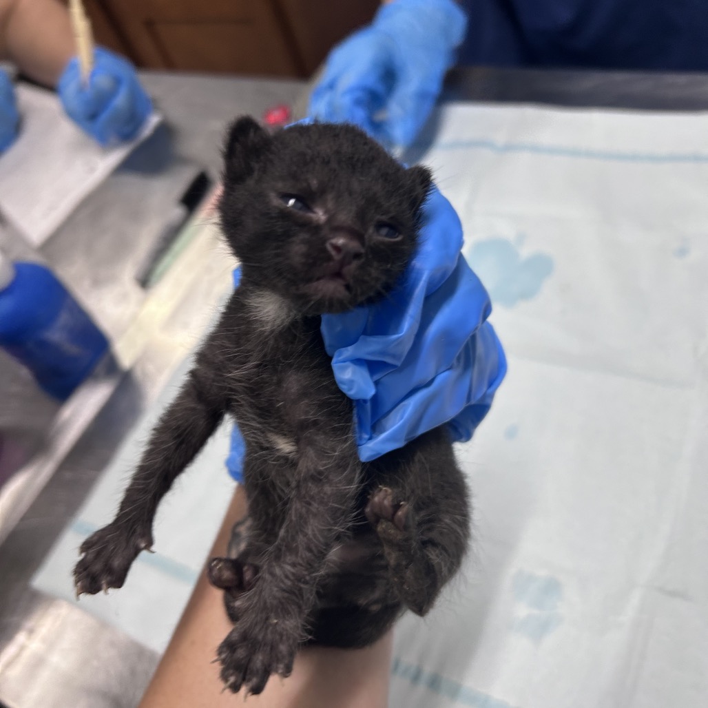 A person in blue gloves holds a small black kitten, appearing to be examined in a veterinary setting.