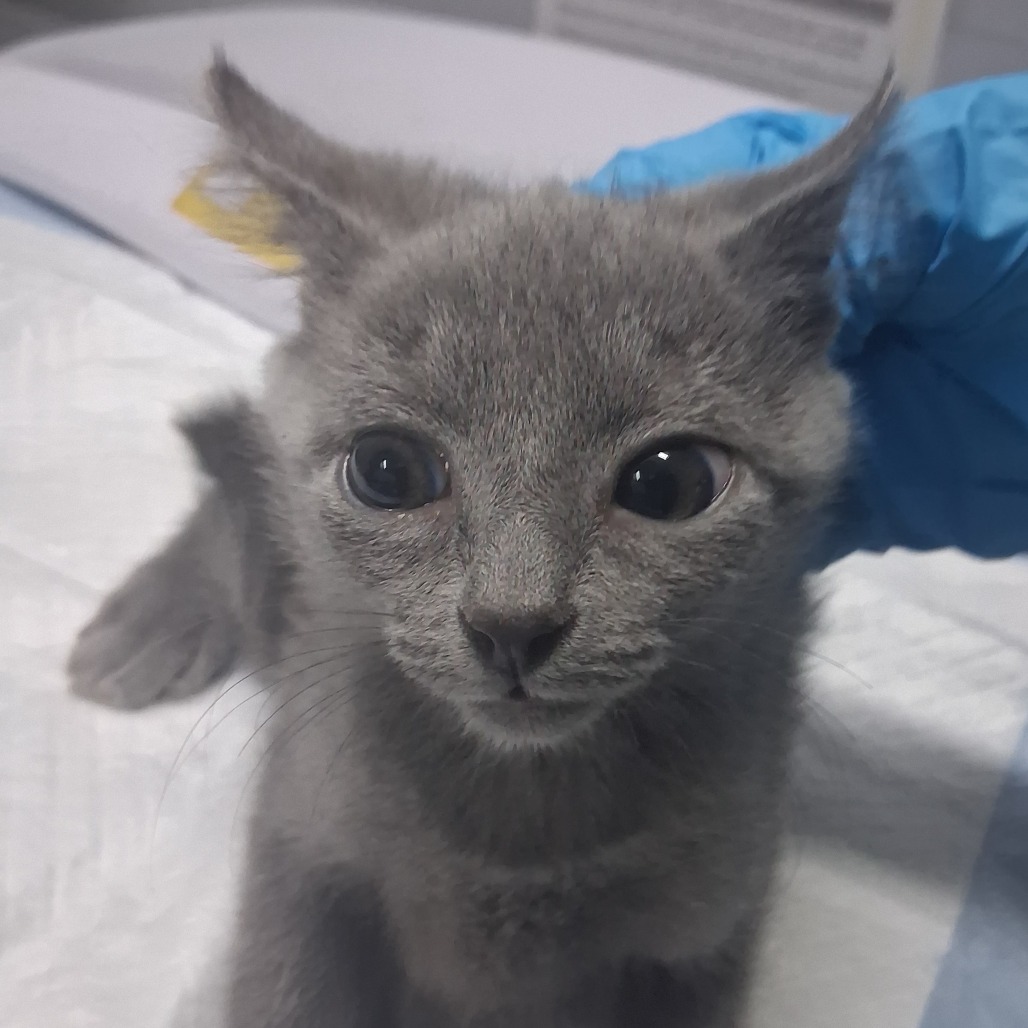 A small gray kitten looks curiously at the camera, with a gloved hand nearby.