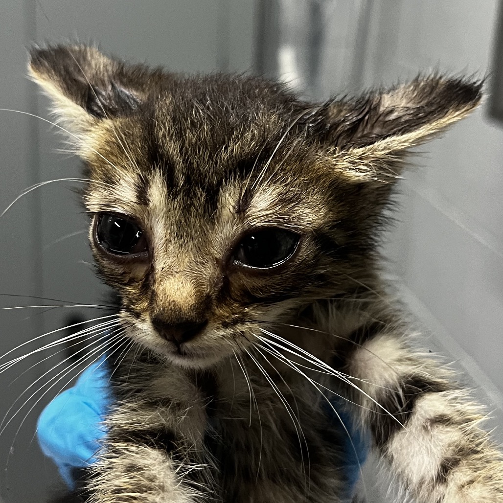 A close-up of a small, striped kitten with large eyes and prominent whiskers.