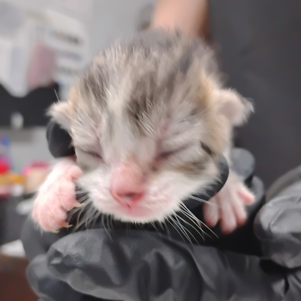 A person holds a small, sleeping kitten with gray and white fur, wearing black gloves.