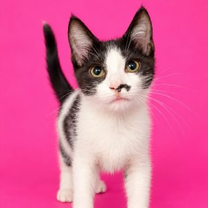 A black and white kitten stands against a bright pink background, looking curiously at the camera.