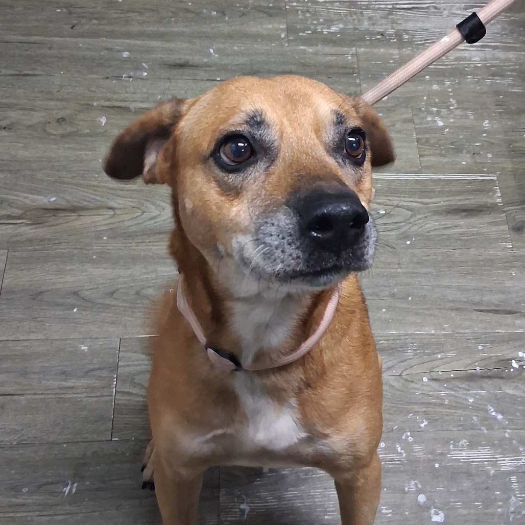A brown dog with a collar sits on a wooden floor, looking attentively at the camera.