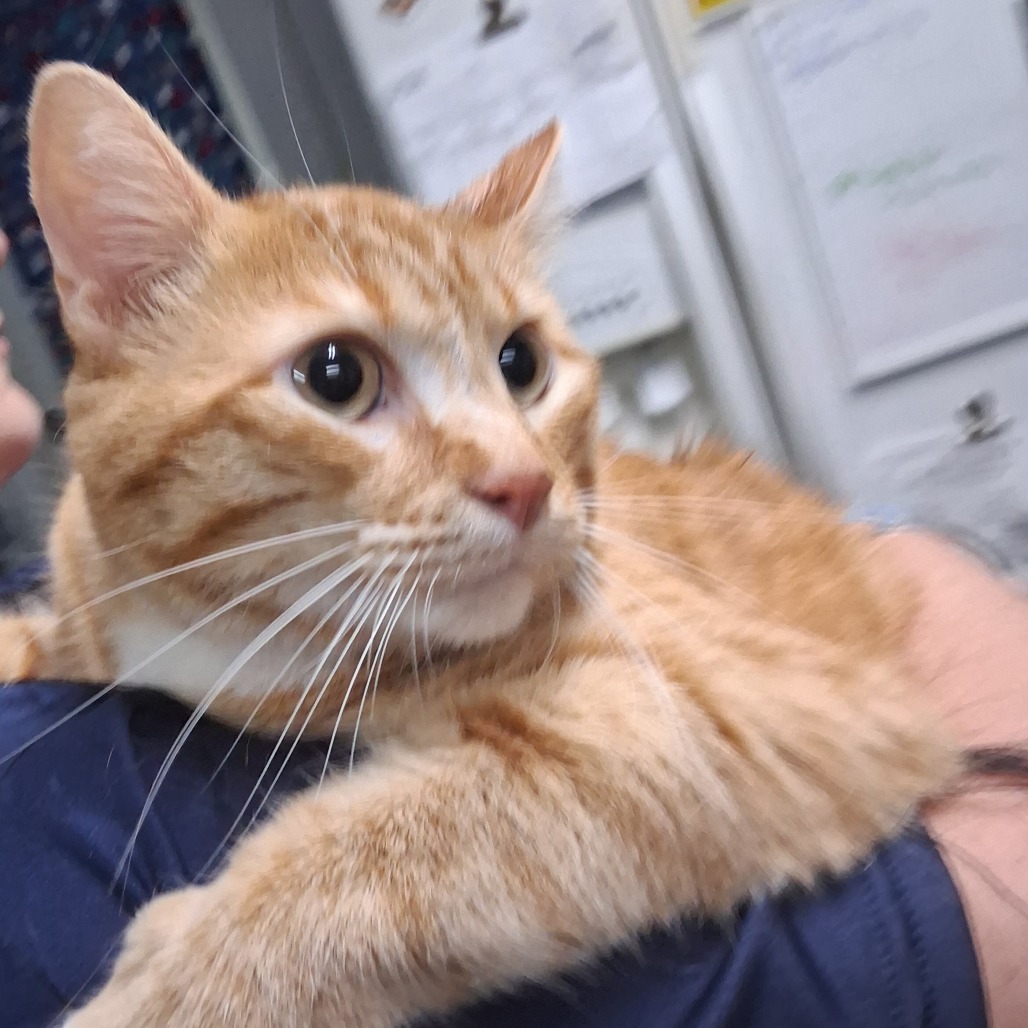 An orange tabby cat rests on a person's arm, looking curiously at its surroundings.