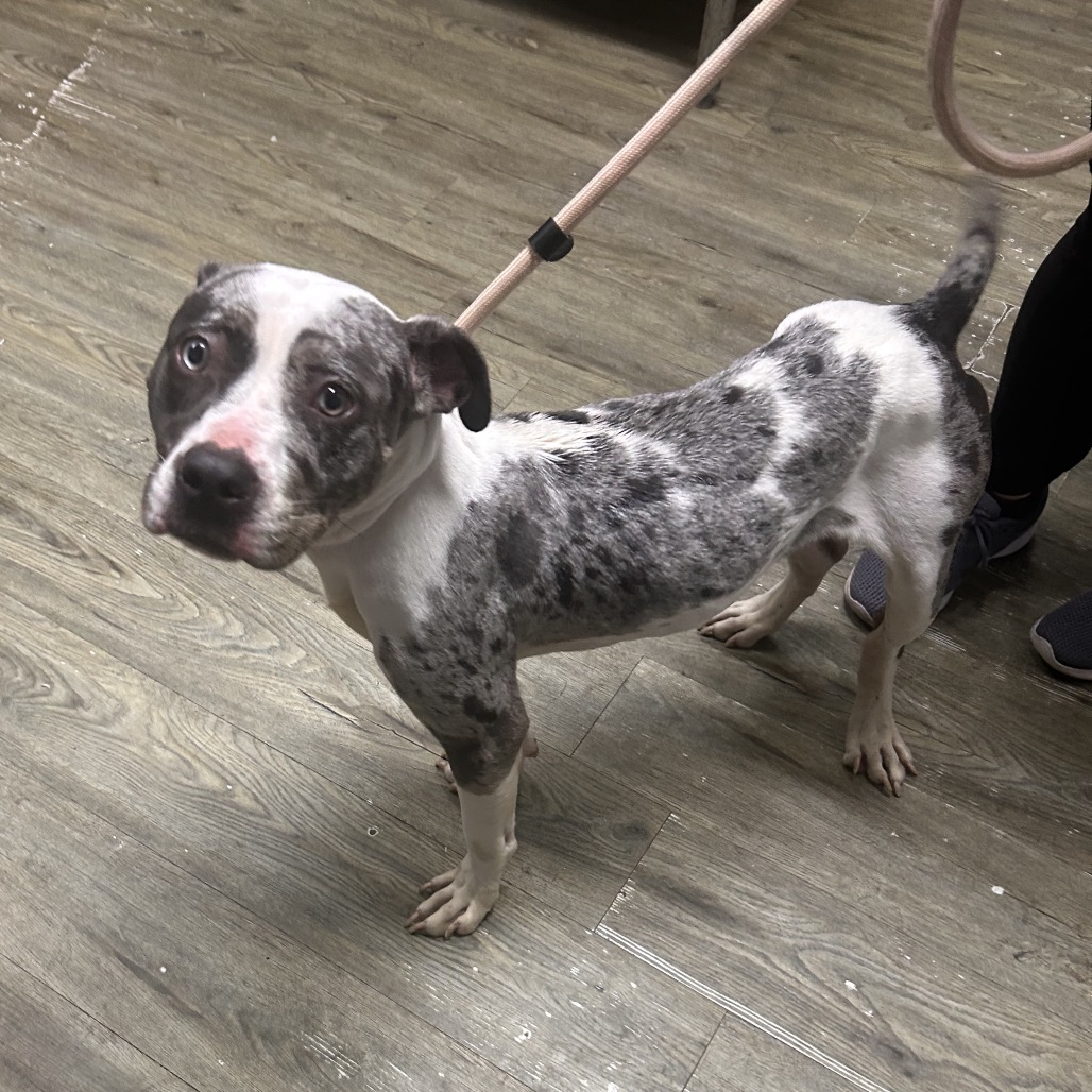A spotted dog stands on a wooden floor, looking curiously at the camera while being held on a leash.