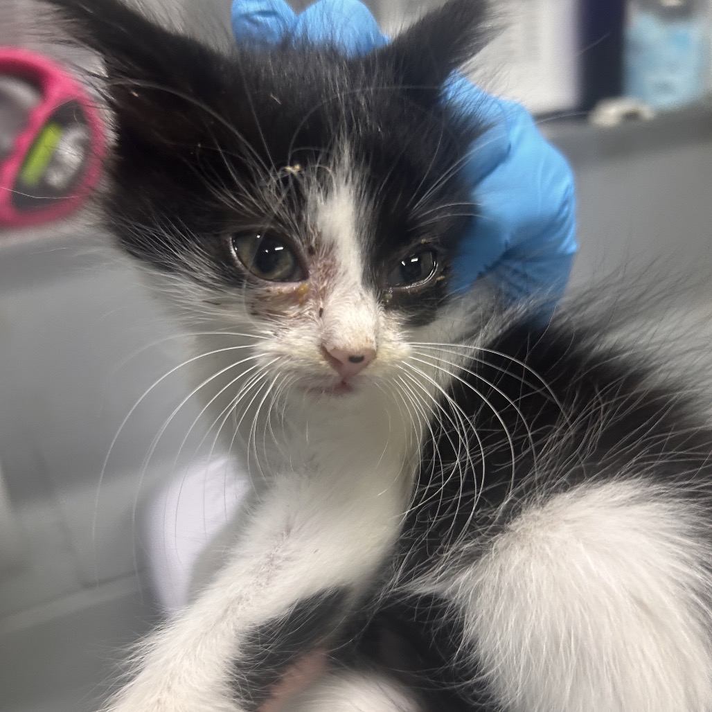 A person in blue gloves holds a black and white kitten with a slight injury on its face.