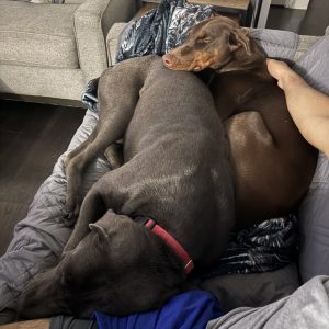 Two dogs cuddle on a couch, one gray with a red collar, the other brown. A hand gently pets the brown dog.