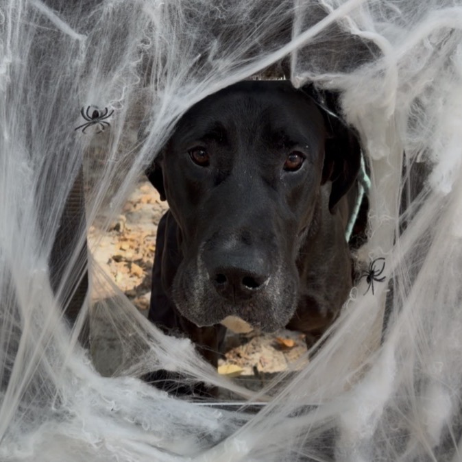 A black dog peers through fake spiderwebs, with small plastic spiders visible.