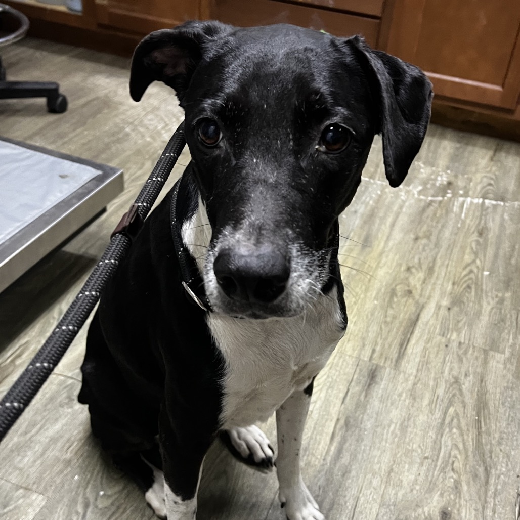 A black and white dog sits on a wooden floor, looking directly at the camera.