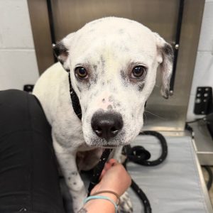 A white dog with black spots sits beside a person holding its leash in a veterinary setting.