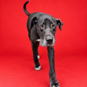 A large black dog walks toward the camera against a bright red background.