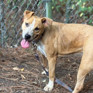 A light brown dog with a white patch on its face stands on the ground, tongue out, near a fence.