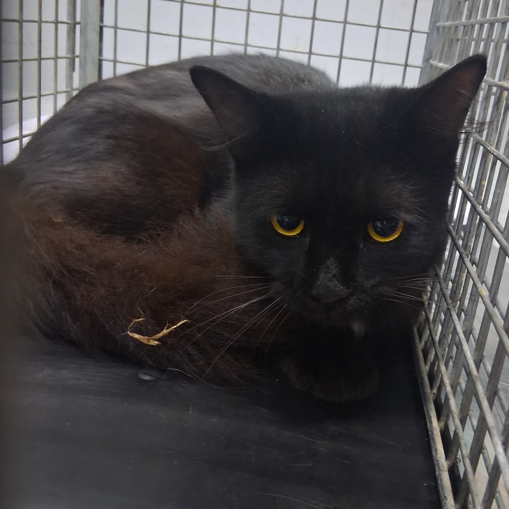 A black cat with yellow eyes curls up in a cage, appearing calm and watchful.