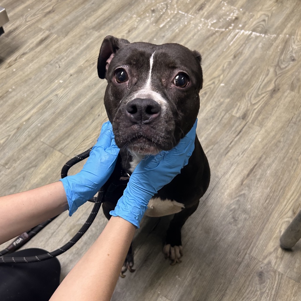 A person in blue gloves gently holds a dog's face in a veterinary setting. The dog looks attentive and calm.