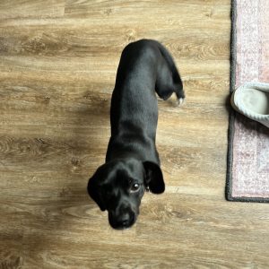 A small black dog stands on a wooden floor, looking up curiously. A slipper is nearby.