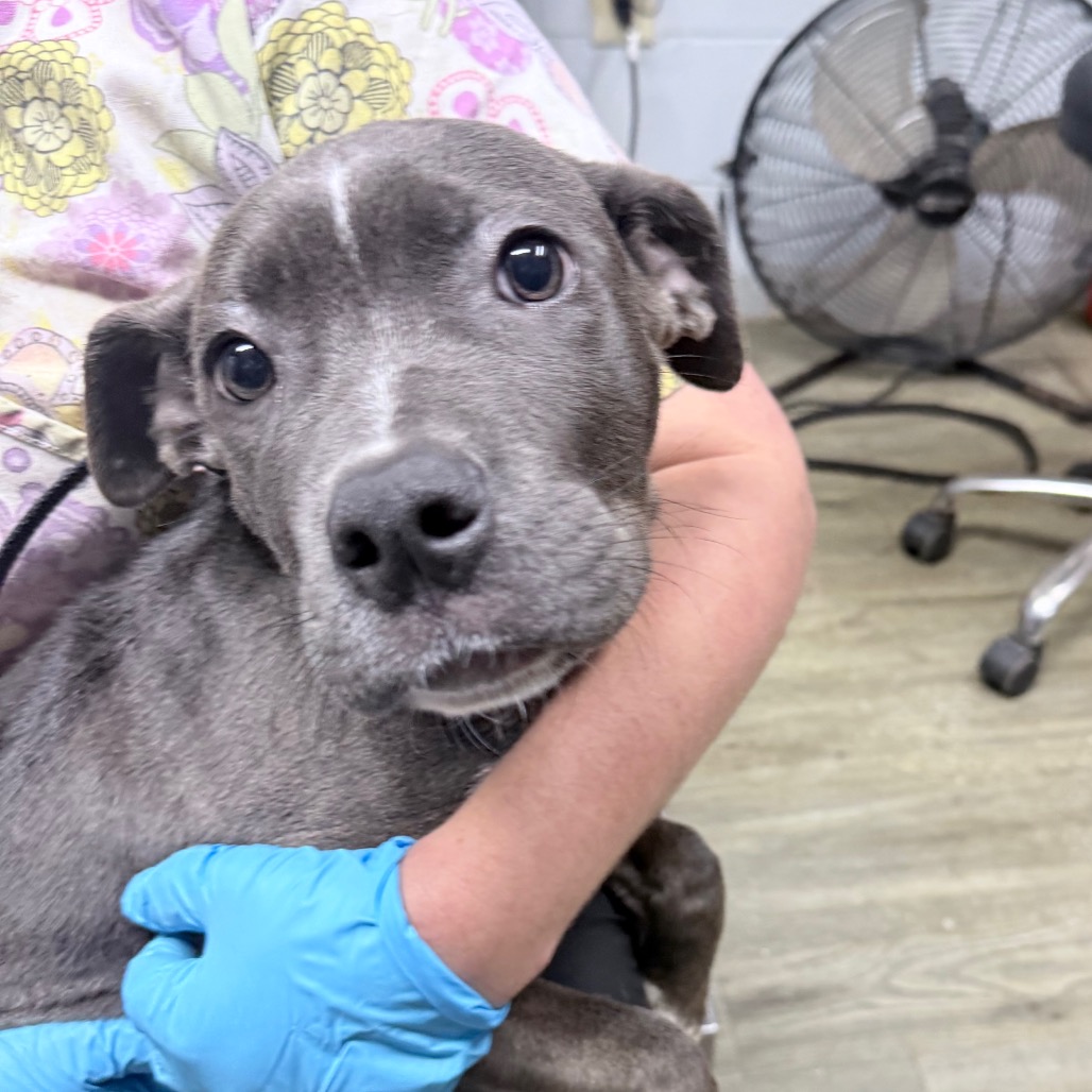 A person in gloves holds a gray puppy close, with a fan and chair visible in the background.