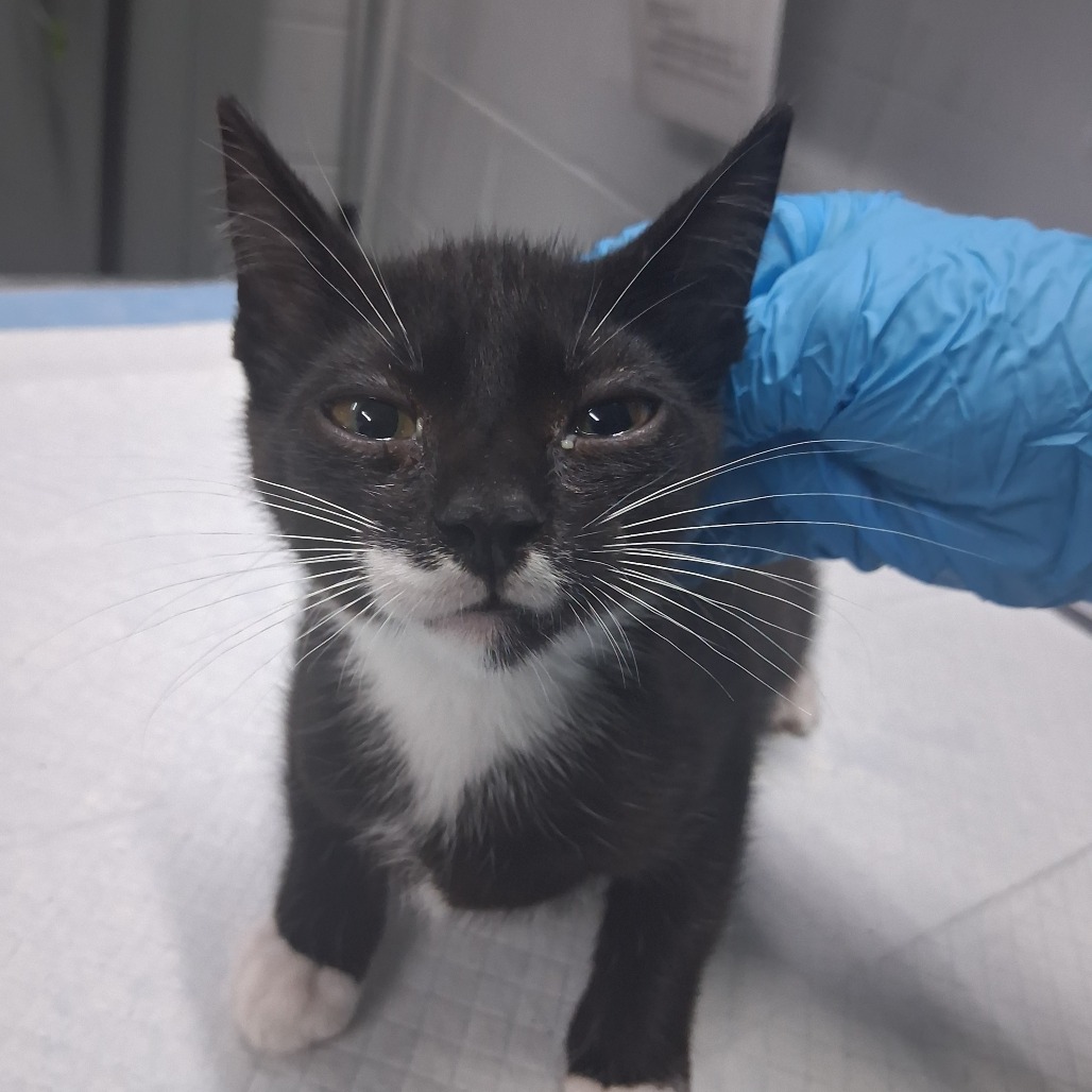 A black and white kitten stands on a table, with a gloved hand gently touching its head.