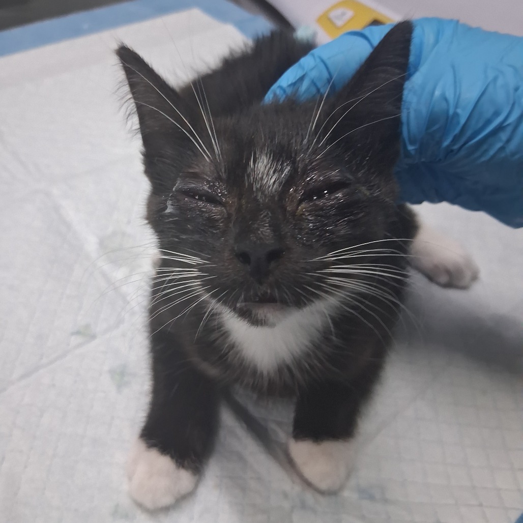 A black and white kitten with closed eyes is being gently petted by a gloved hand.