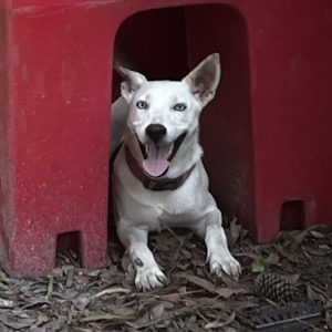 A happy white dog with blue eyes sits in a red structure, surrounded by leaves and a pine cone.