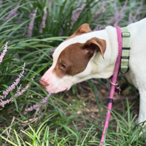A dog with a brown and white coat sniffs purple flowers in a grassy area.