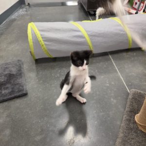 A black and white kitten stands on its hind legs, playfully reaching towards something off-camera.