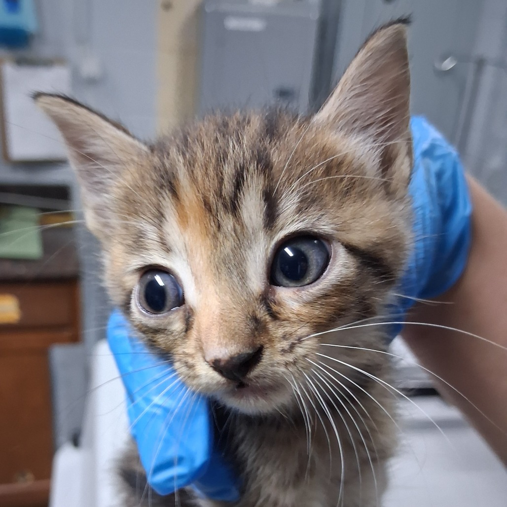 A person holds a small, striped kitten with large eyes, wearing blue gloves.