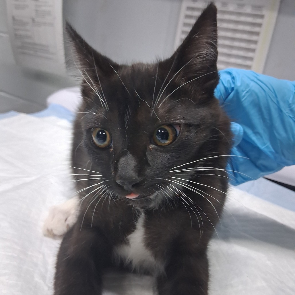 A black and white cat with a playful expression sticks out its tongue, while a gloved hand gently holds it.