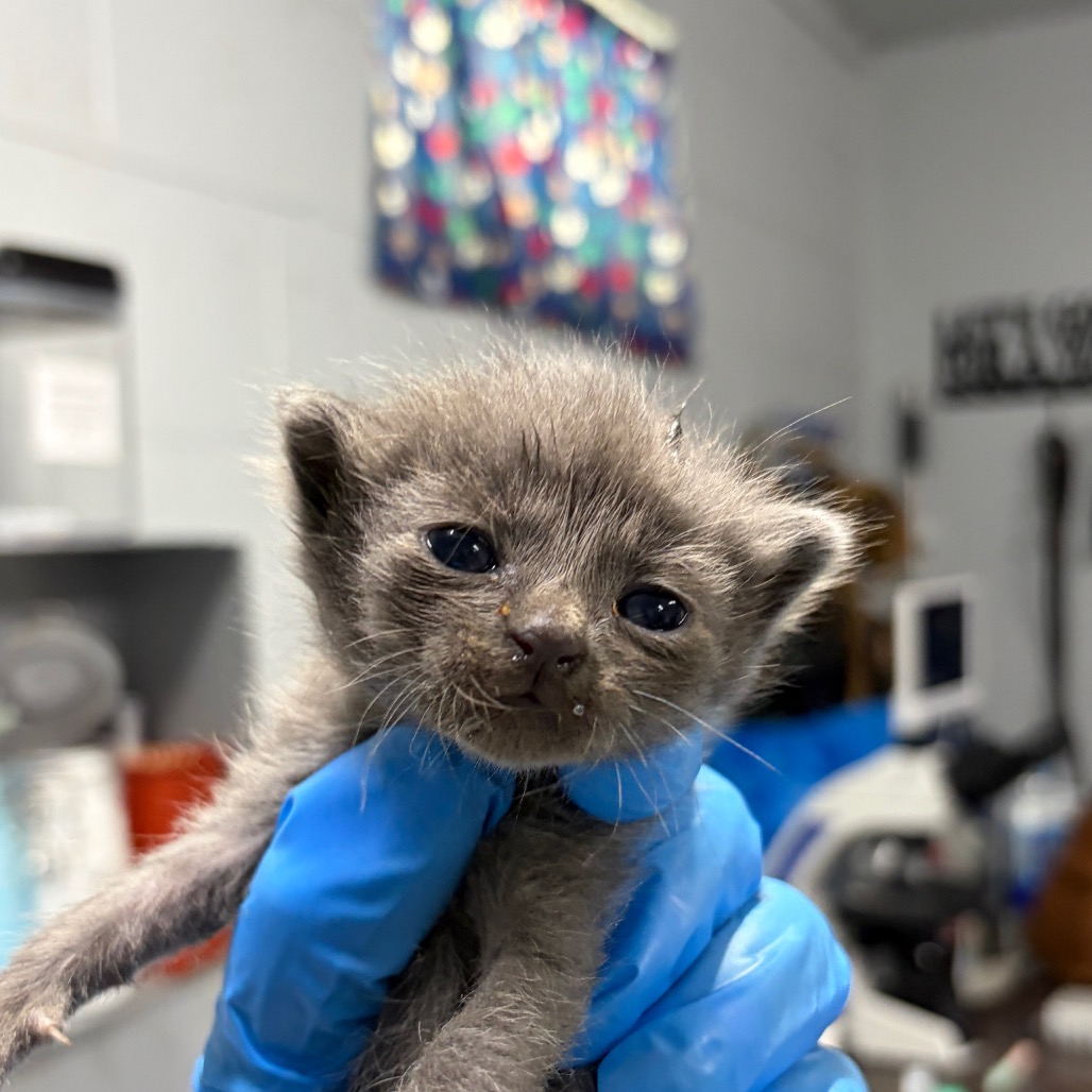 A person in blue gloves holds a small, gray kitten with big eyes in a veterinary setting.