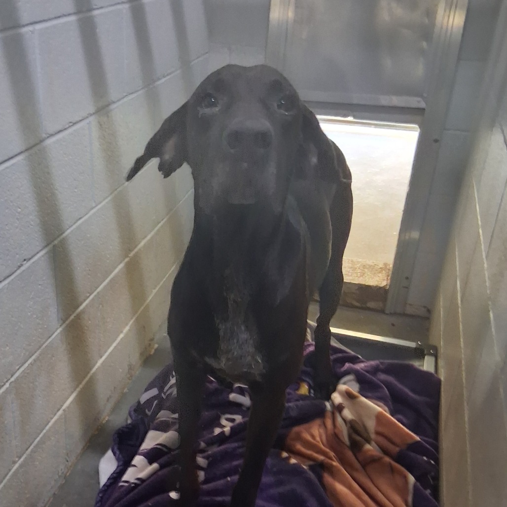 A black dog stands on a blanket in a kennel, looking directly at the camera.