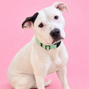 A white dog with a black patch on its ear sits against a pink background, wearing a mint green collar.