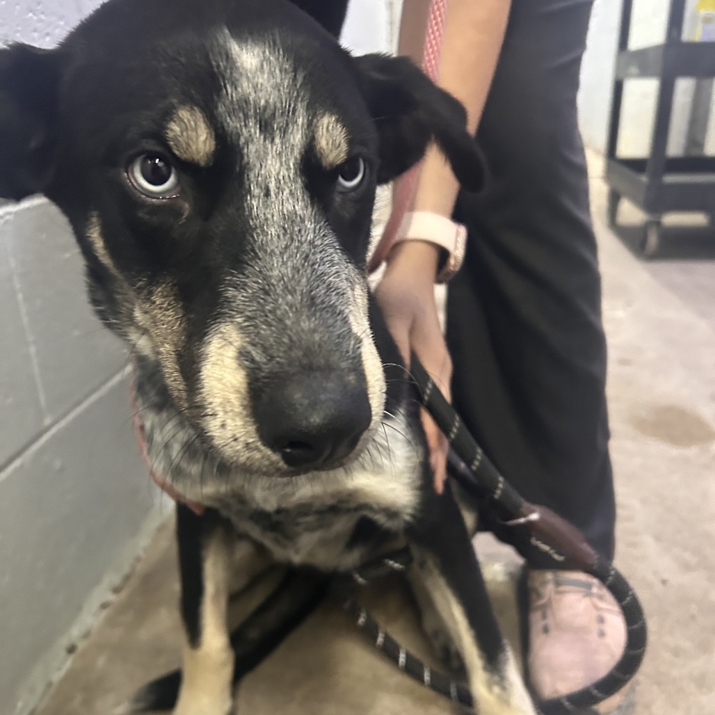 A black and gray dog sits on the floor, being held by a person with a leash.
