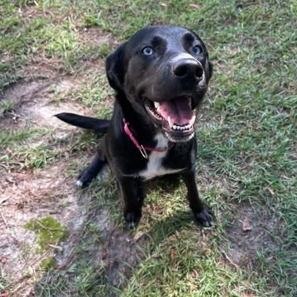 A black dog with blue eyes sits on grass, smiling with its mouth open and a pink collar around its neck.