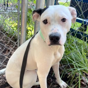 A white dog with black markings sits beside a chain-link fence, looking directly at the camera.