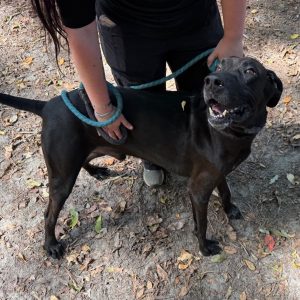 A person holds a leash while petting a happy black dog in a wooded area.