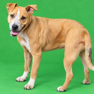 A playful brown dog with a white chest stands on a green background, looking back with a happy expression.